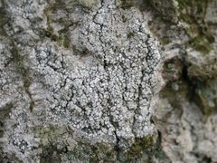 Bitterlav (Pertusaria amara)