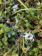 Reinlav (Cladonia Cladonia)