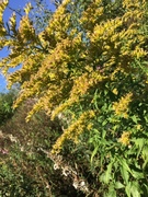 Kanadagullris (Solidago canadensis)