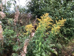 Kanadagullris (Solidago canadensis)