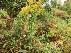 Kanadagullris (Solidago canadensis)