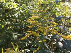 Kanadagullris (Solidago canadensis)