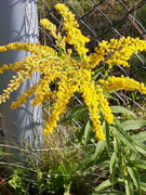 Kanadagullris (Solidago canadensis)