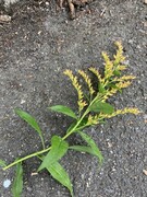 Kanadagullris (Solidago canadensis)