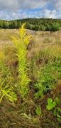 Kanadagullris (Solidago canadensis)