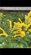 Kanadagullris (Solidago canadensis)