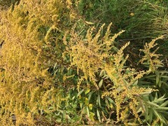 Kanadagullris (Solidago canadensis)