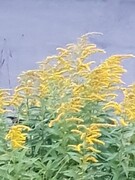 Kanadagullris (Solidago canadensis)