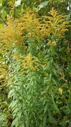 Kanadagullris (Solidago canadensis)