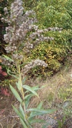 Kanadagullris (Solidago canadensis)