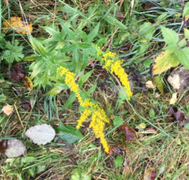 Kanadagullris (Solidago canadensis)