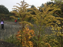 Kanadagullris (Solidago canadensis)