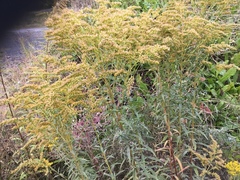 Kanadagullris (Solidago canadensis)