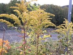 Kanadagullris (Solidago canadensis)