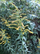 Kanadagullris (Solidago canadensis)