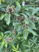 Rødhyll (Sambucus racemosa)